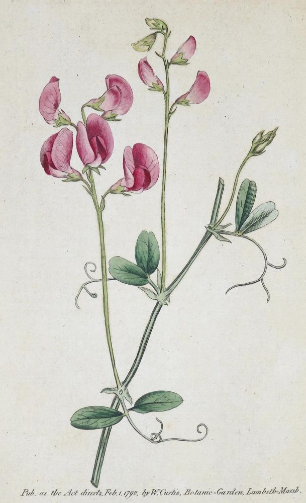 Große Abbildung Nr.2: 133-1175 Curtis,W.: (Botanik)