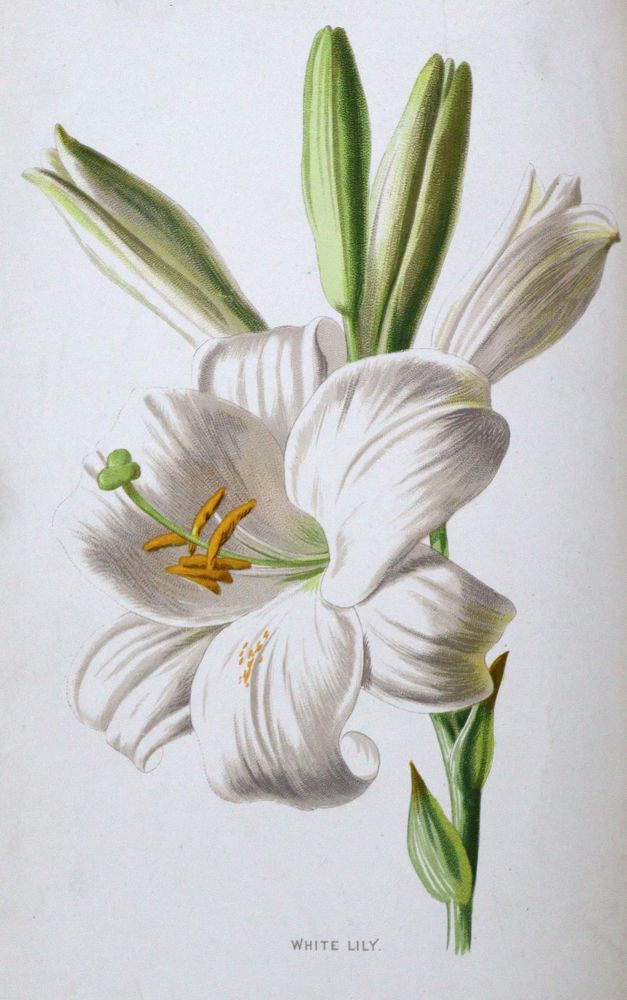 Große Abbildung Nr.4: 133-1178 Hibberd,S.: (Botanik)