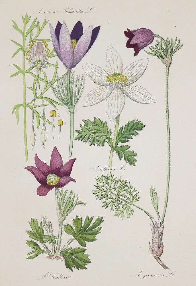 Große Abbildung Nr.1: 133-1179 Hoffmann,C.: (Botanik)