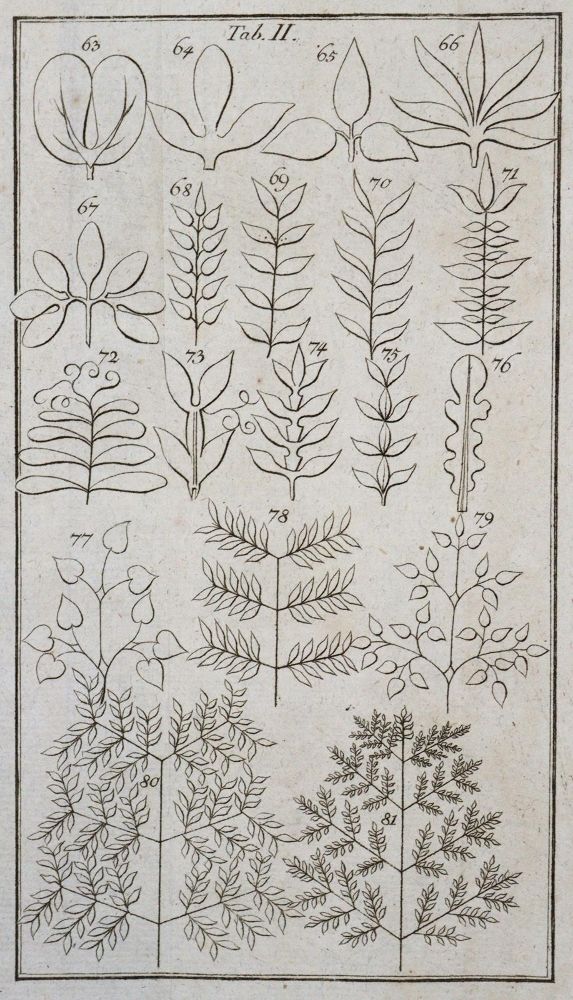 Große Abbildung Nr.3: 133-1182 Linne,C.: (Botanik)