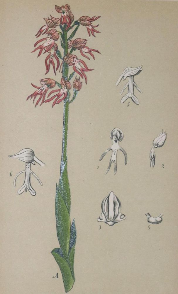 Große Abbildung Nr.1: 133-1184 Schulze,M.: (Botanik, Orchideen)