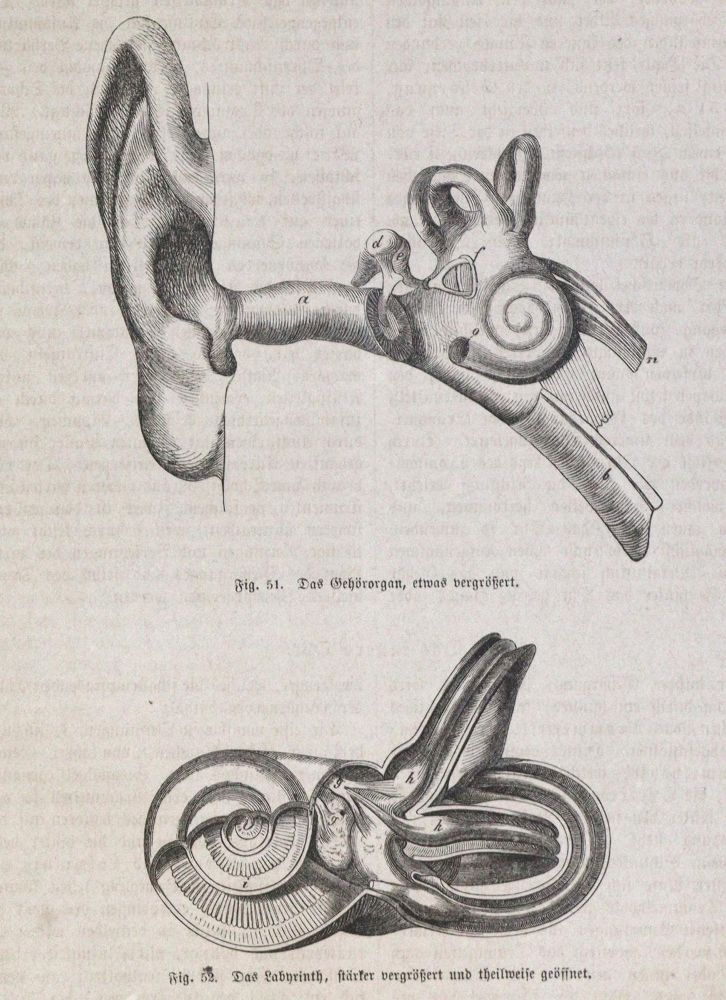Große Abbildung Nr.11: 133-1196 Böhm,H. (Hrsg.).: (Medizin)