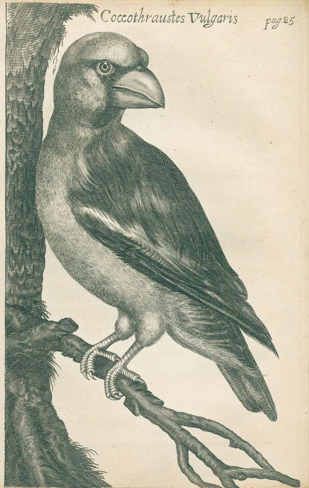 Große Abbildung Nr.1: 133-1239 Charleton,W.: (Zoologie)