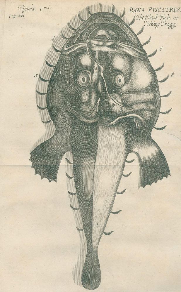 Große Abbildung Nr.2: 133-1239 Charleton,W.: (Zoologie)