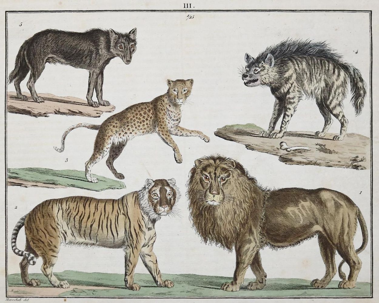 Große Abbildung Nr.1: 133-1245 Funke,(C.P.).: (Zoologie)