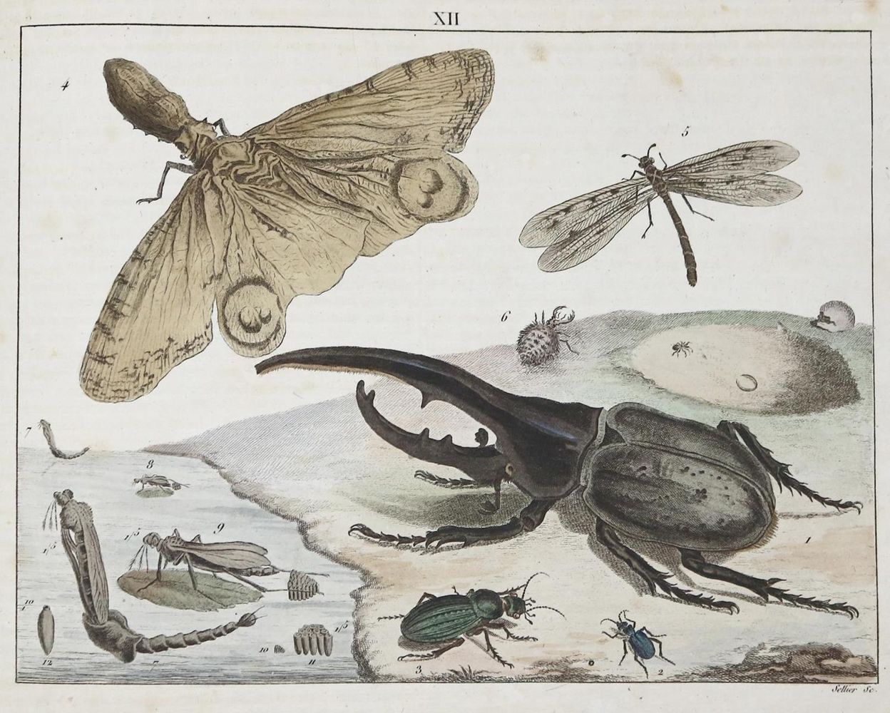 Große Abbildung Nr.2: 133-1245 Funke,(C.P.).: (Zoologie)