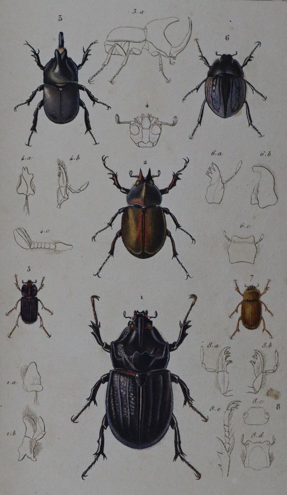 Große Abbildung Nr.2: 133-1249 Cuvier,G.: (Zoologie, Insekten)