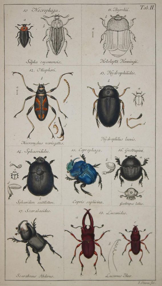 Große Abbildung Nr.1: 133-1251 Sturm,J.: (Zoologie, Insekten)