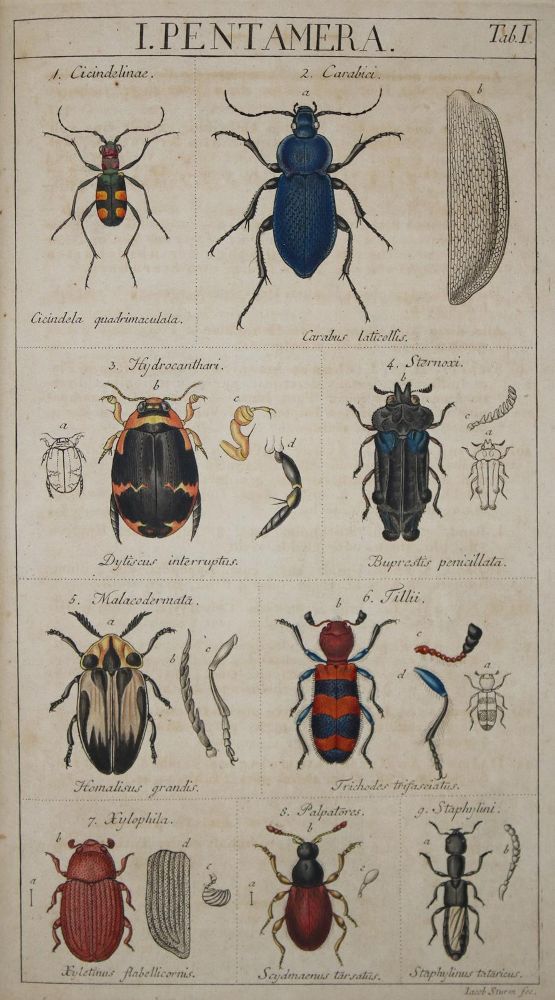 Große Abbildung Nr.2: 133-1251 Sturm,J.: (Zoologie, Insekten)