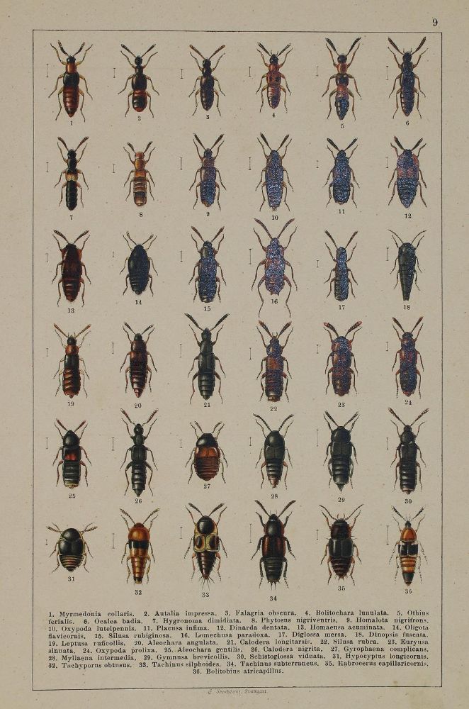Große Abbildung Nr.1: 133-1255 Konvolut von: (Zoologie)