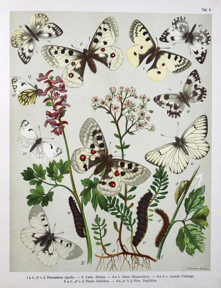 Große Abbildung Nr.1: 133-1274 Berge,F.: (Zoologie, Schmetterlinge)