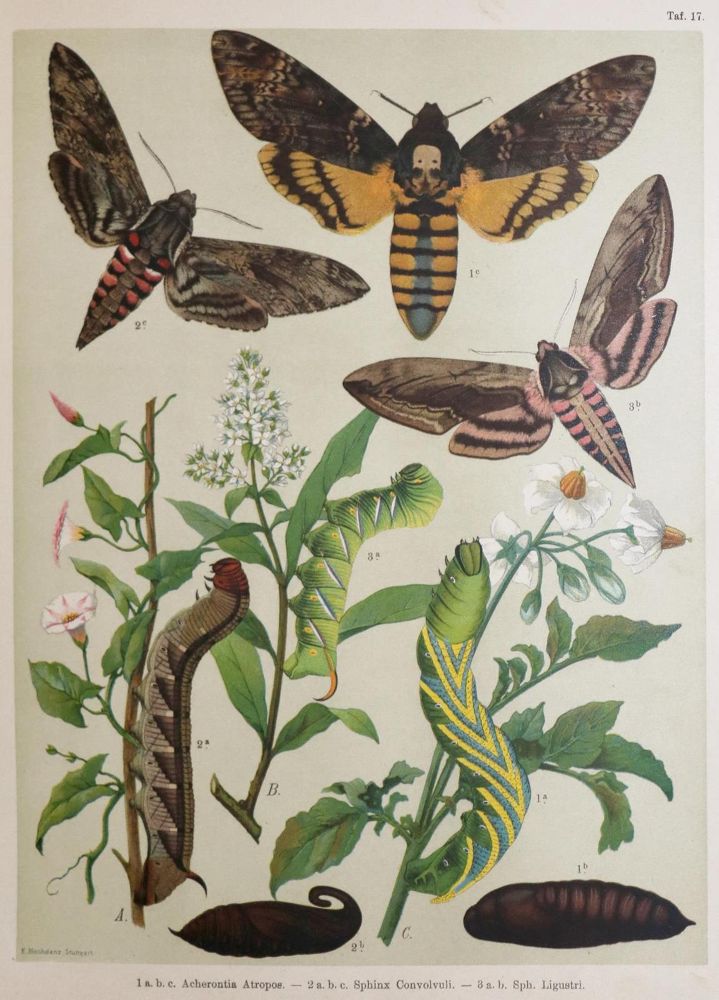 Große Abbildung Nr.2: 133-1274 Berge,F.: (Zoologie, Schmetterlinge)