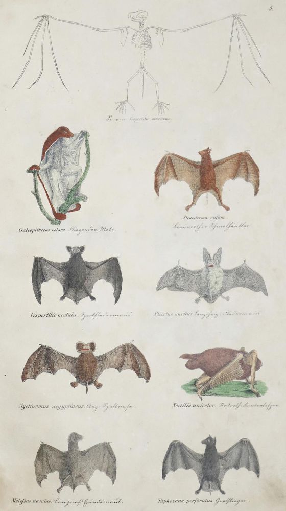 Große Abbildung Nr.2: 133-1276 Schmitz,J.: (Zoologie)