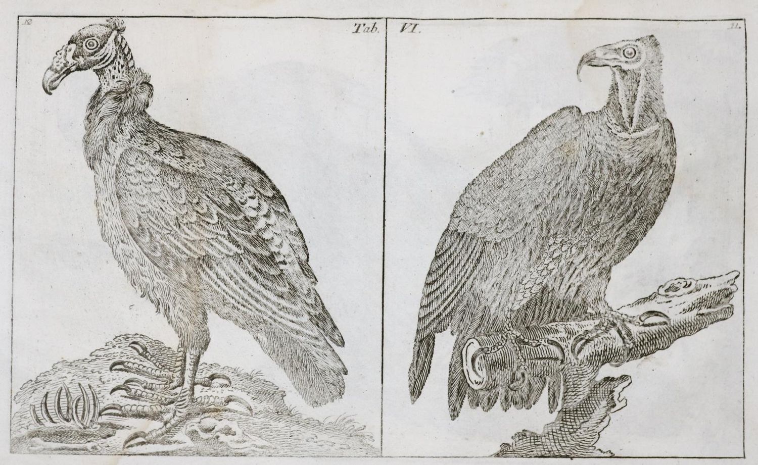 Große Abbildung Nr.1: 133-1282 Wilhelm,G.T.: (Zoologie, Vögel)