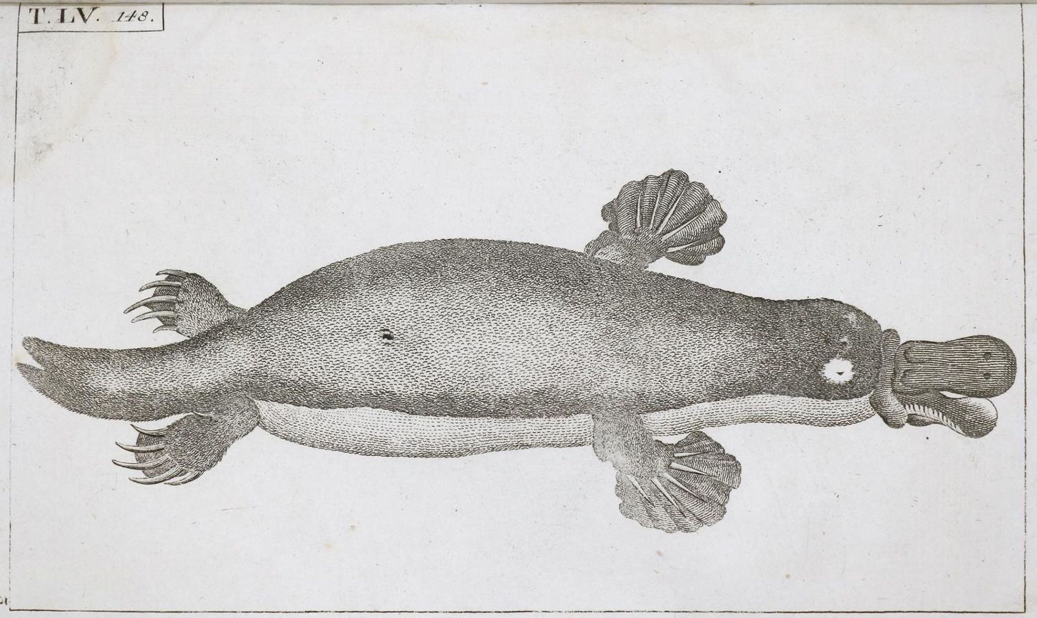 Große Abbildung Nr.1: 133-1283 Wilhelm,G.T.: (Zoologie)