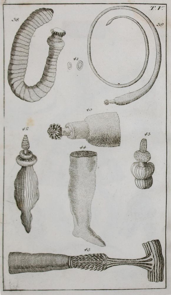 Große Abbildung Nr.1: 133-1285 Wilhelm,G.T.: (Zoologie, Würmer)