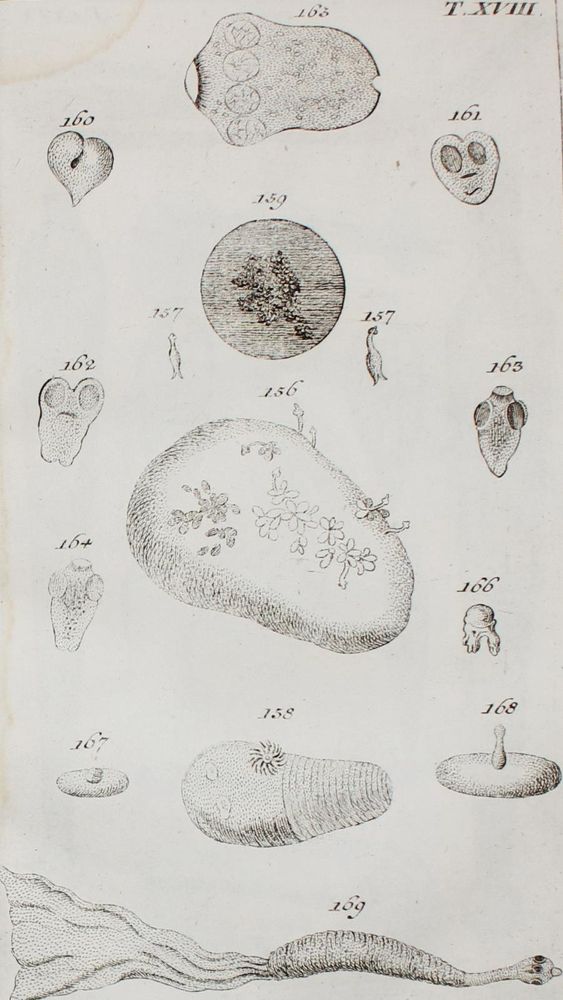 Große Abbildung Nr.2: 133-1285 Wilhelm,G.T.: (Zoologie, Würmer)