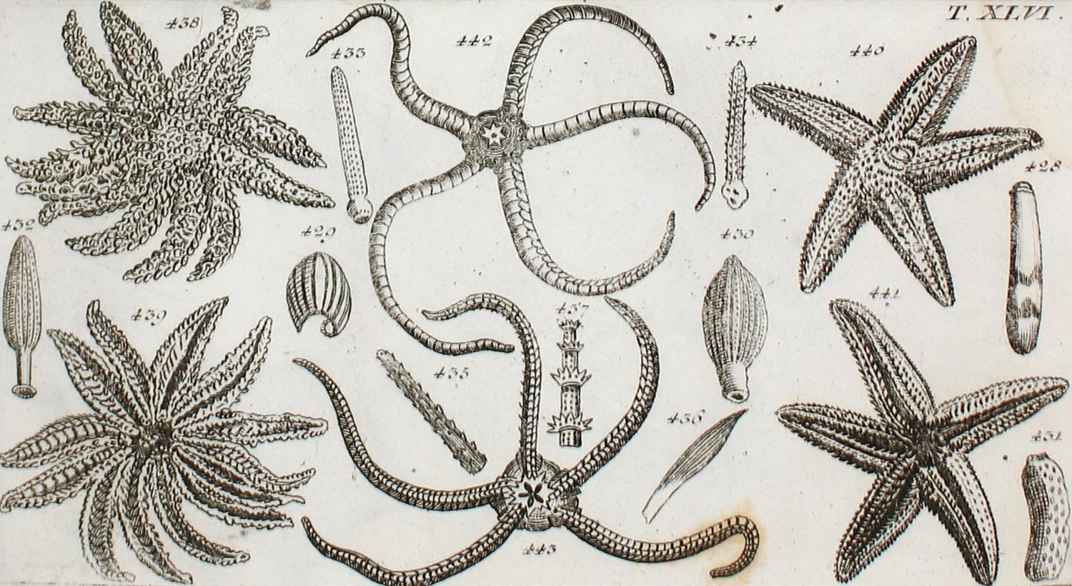 Große Abbildung Nr.3: 133-1285 Wilhelm,G.T.: (Zoologie, Würmer)