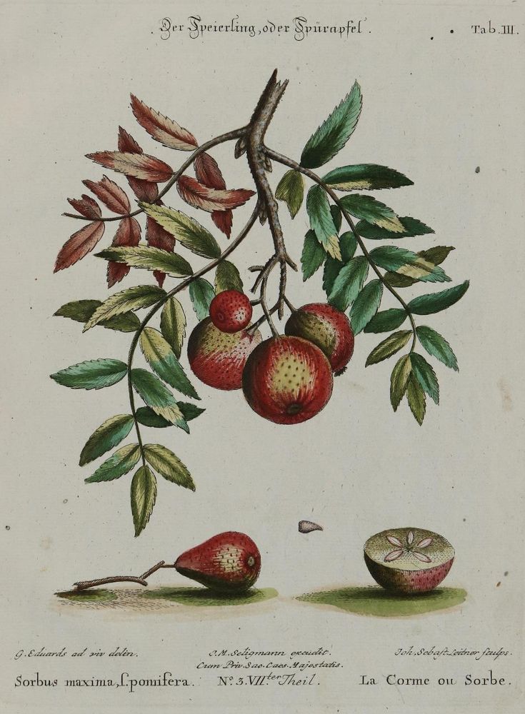 Große Abbildung Nr.1: 133-2077 Apfel.: (Varia, Botanik)