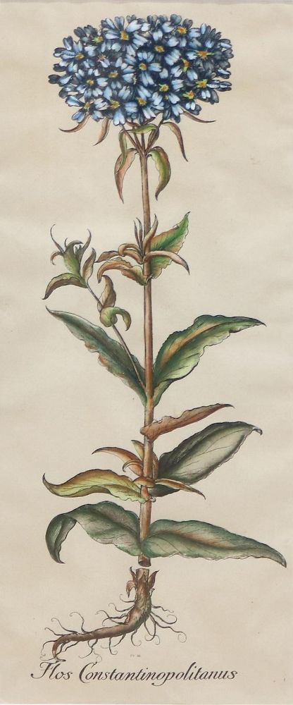 Große Abbildung Nr.2: 133-2081 Glockenblumen u. Astern,: (Varia, Botanik)