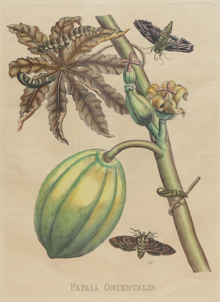 Große Abbildung Nr.4: 133-2081 Glockenblumen u. Astern,: (Varia, Botanik)