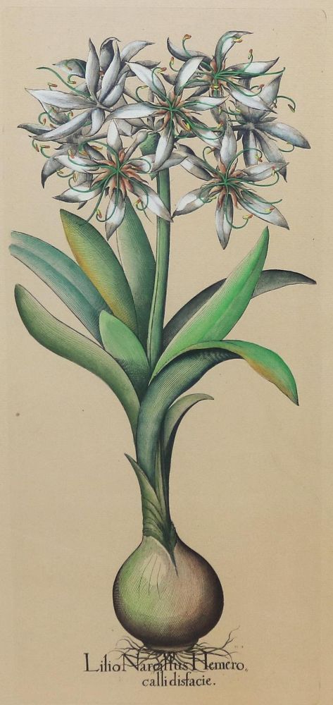 Große Abbildung Nr.5: 133-2081 Glockenblumen u. Astern,: (Varia, Botanik)
