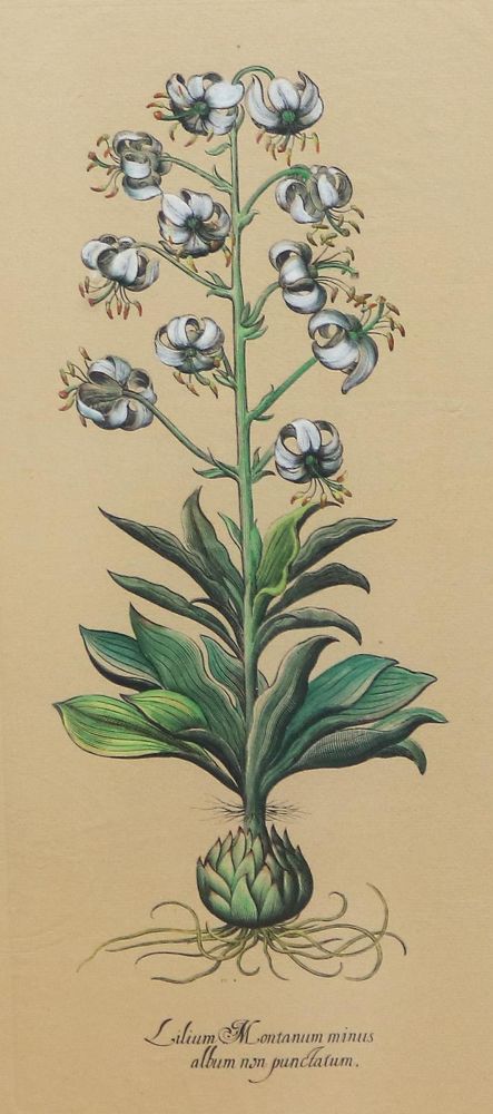 Große Abbildung Nr.6: 133-2081 Glockenblumen u. Astern,: (Varia, Botanik)