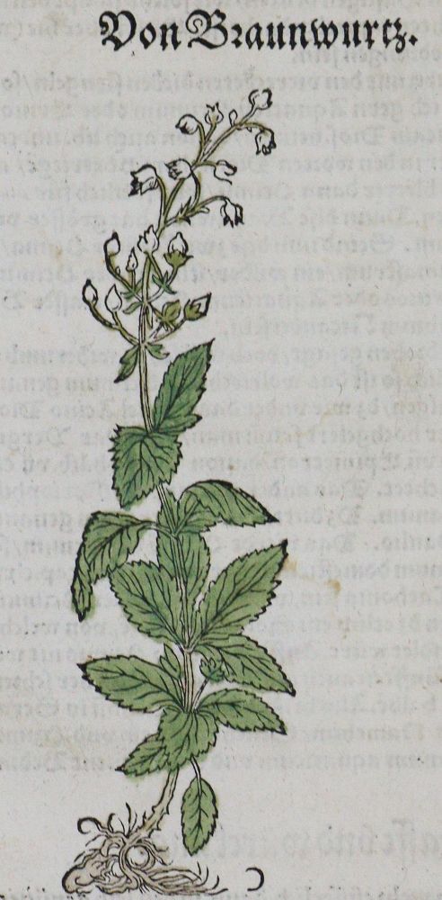 Große Abbildung Nr.1: 133-2083 Sammlung: (Varia, Botanik, Kräuterbücher)