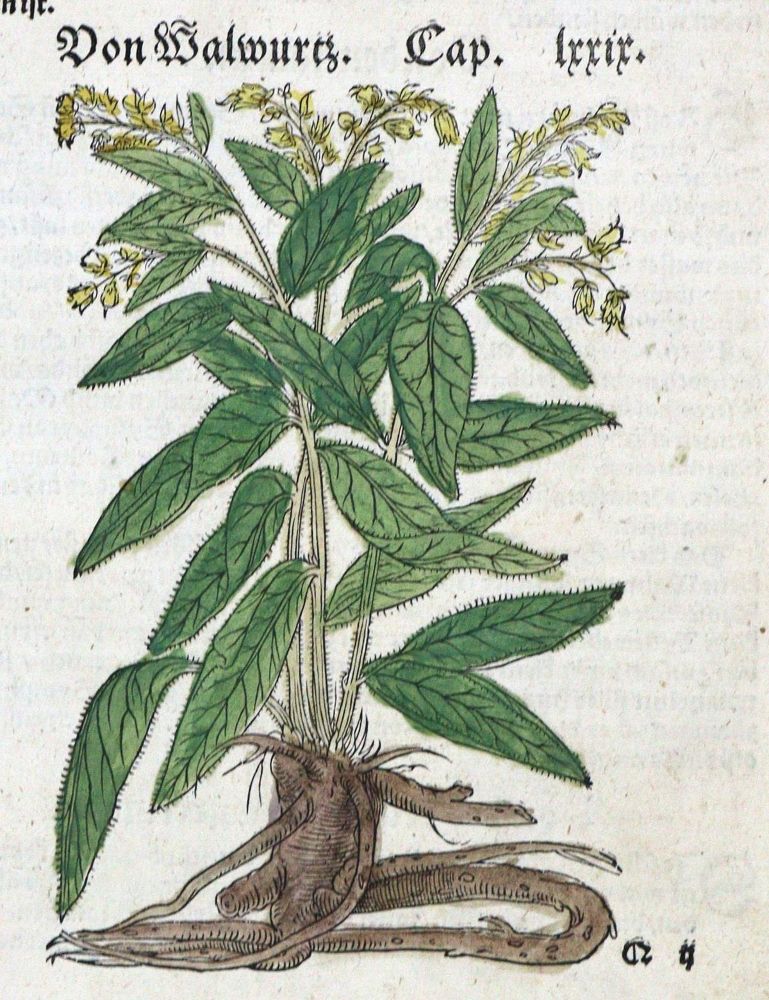 Große Abbildung Nr.3: 133-2083 Sammlung: (Varia, Botanik, Kräuterbücher)