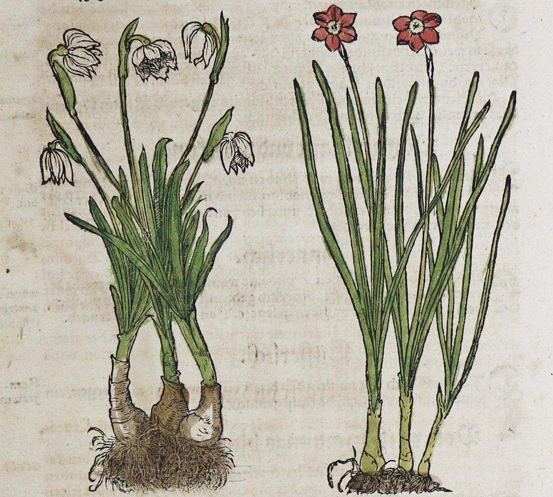 Große Abbildung Nr.4: 133-2083 Sammlung: (Varia, Botanik, Kräuterbücher)