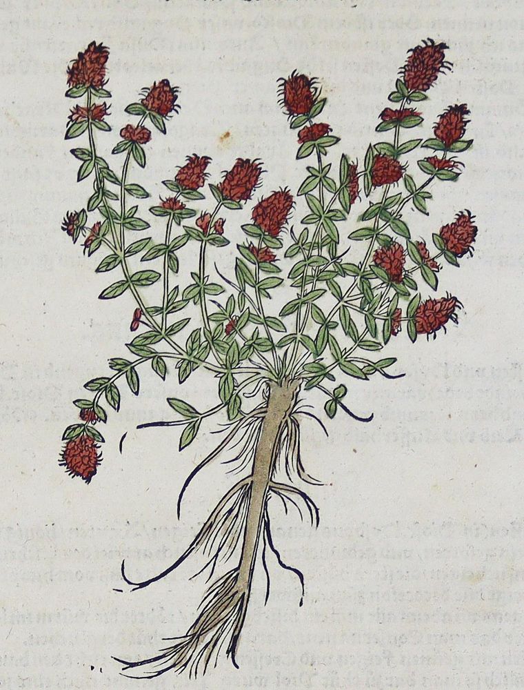 Große Abbildung Nr.5: 133-2083 Sammlung: (Varia, Botanik, Kräuterbücher)