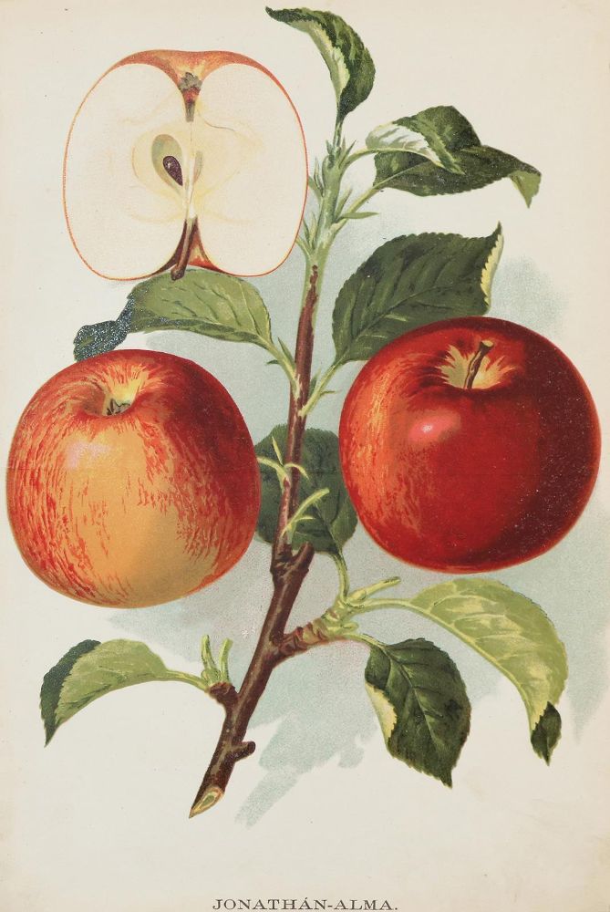 Große Abbildung Nr.1: 133-2084 Obst.: (Varia, Botanik)
