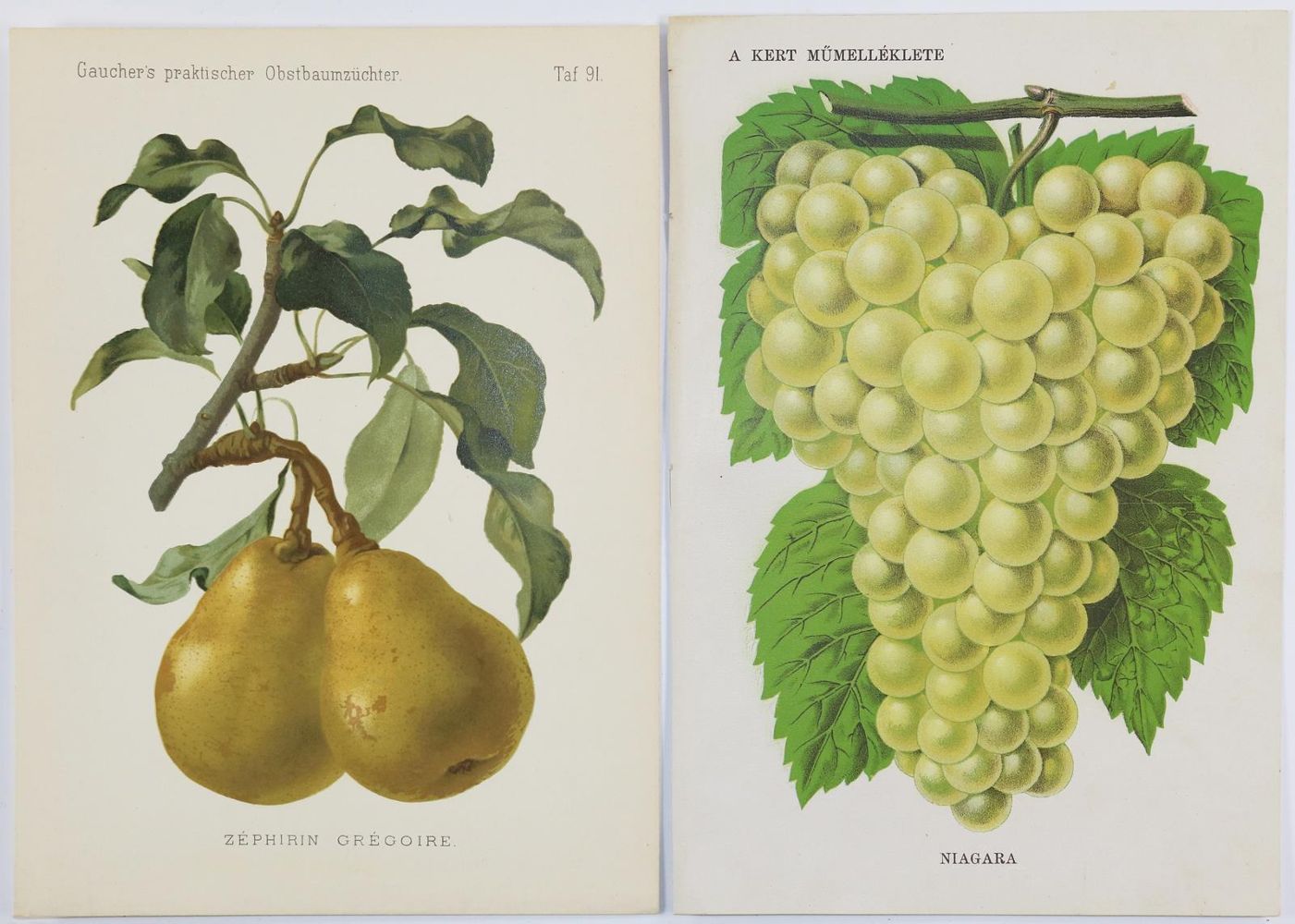 Große Abbildung Nr.2: 133-2084 Obst.: (Varia, Botanik)