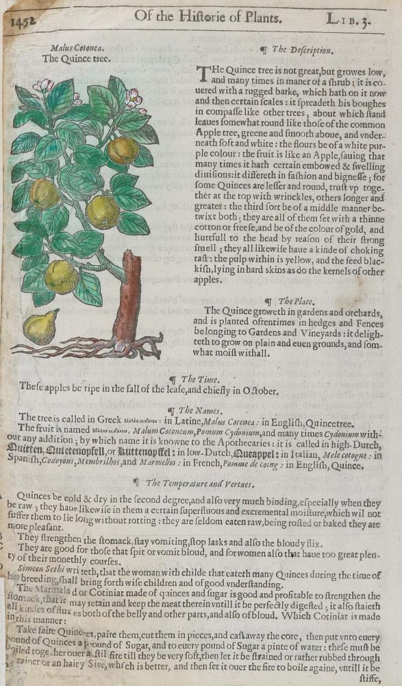 Große Abbildung Nr.1: 133-2086 Quitte u. Zypresse.: (Varia, Botanik)
