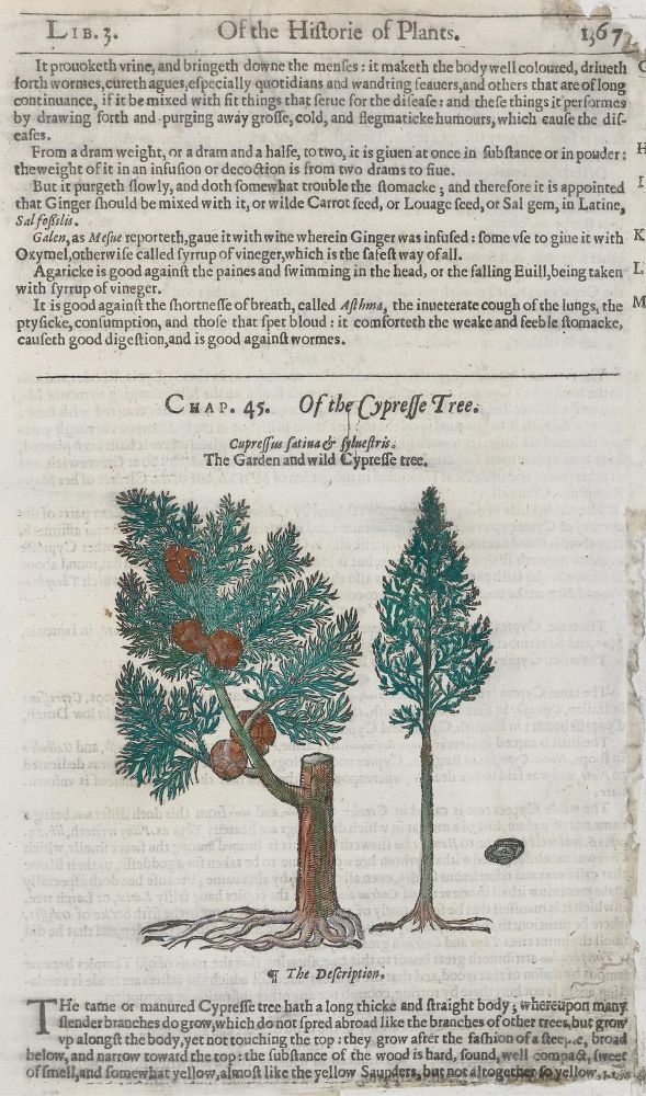 Große Abbildung Nr.2: 133-2086 Quitte u. Zypresse.: (Varia, Botanik)
