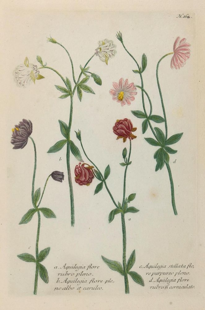 Große Abbildung Nr.5: 133-2088 Sammlung: (Varia, Botanik)