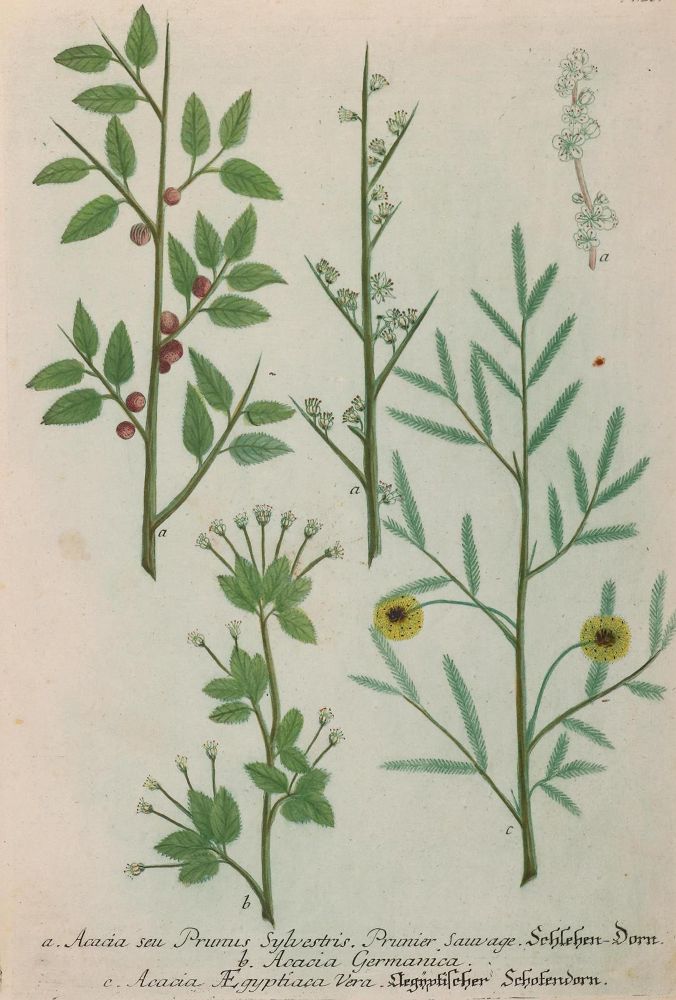 Große Abbildung Nr.8: 133-2088 Sammlung: (Varia, Botanik)