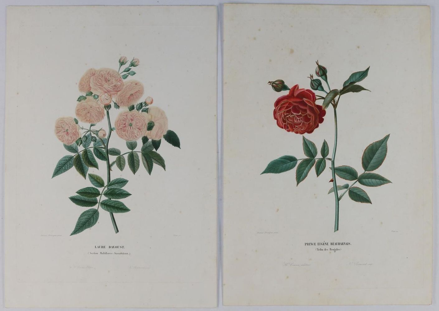 Große Abbildung Nr.3: 133-2089 Sammlung: (Varia, Botanik)
