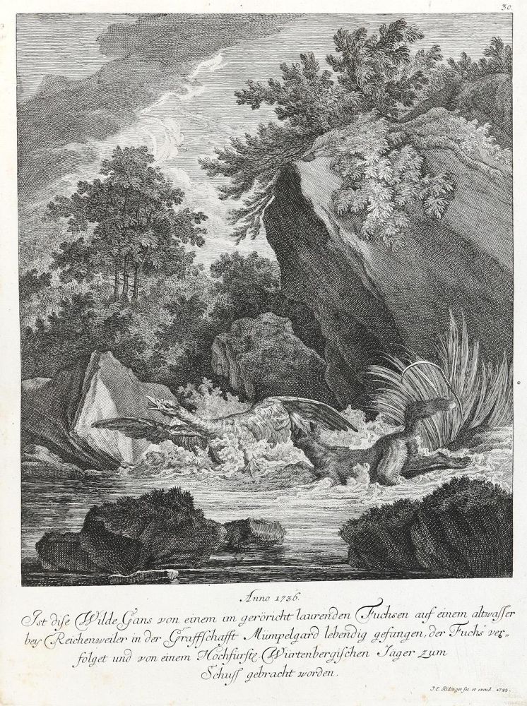 Große Abbildung Nr.1: 133-2107 Ridinger,E.J.: (Varia, Jagd, Füchse)