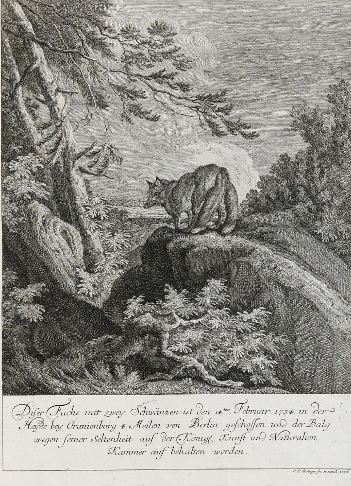 Große Abbildung Nr.1: 133-2108 Ridinger,E.J.: (Varia, Jagd, Füchse)