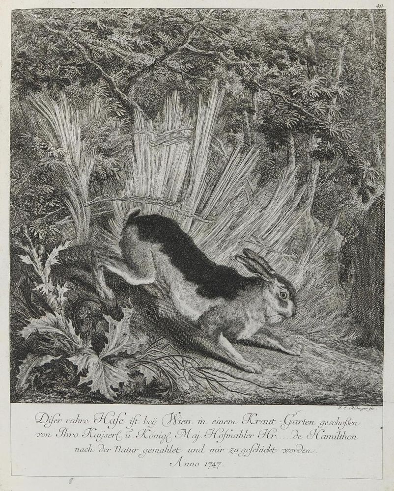 Große Abbildung Nr.1: 133-2112 Ridinger,E.J.: (Varia, Jagd, Hasen)