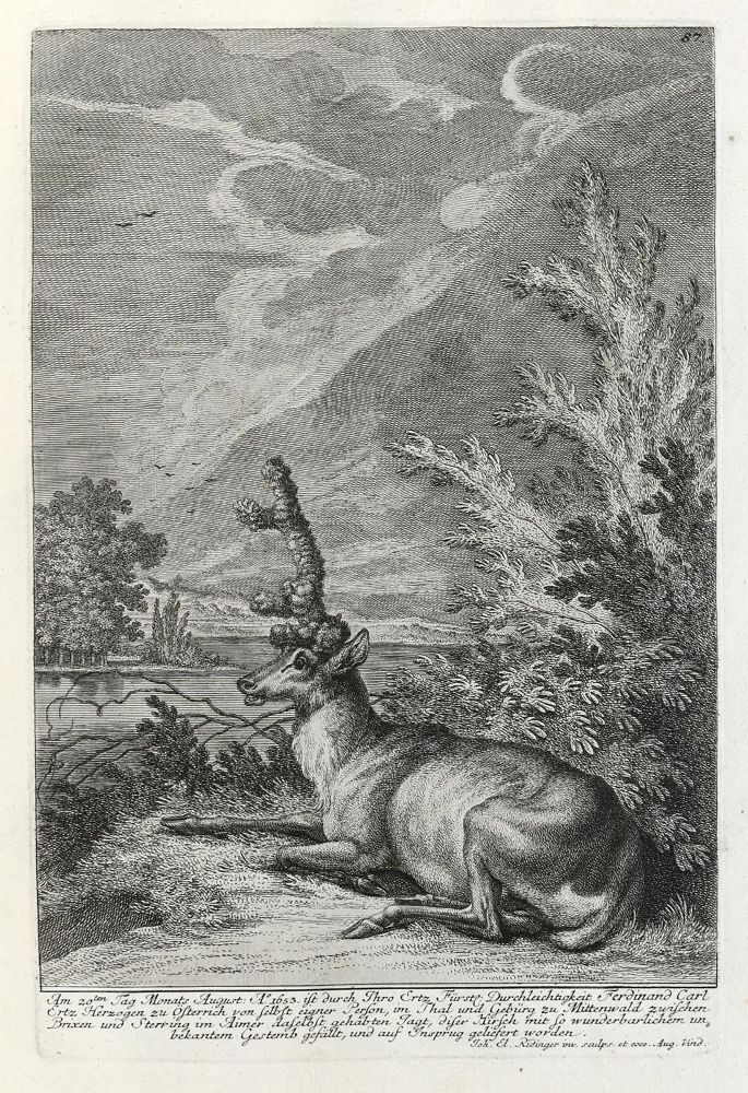 Große Abbildung Nr.1: 133-2114 Ridinger,E.J.: (Varia, Jagd, Hirsche)