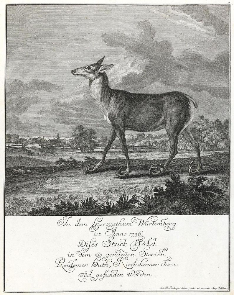 Große Abbildung Nr.1: 133-2126 Ridinger,E.J.: (Varia, Jagd, Hirsche)