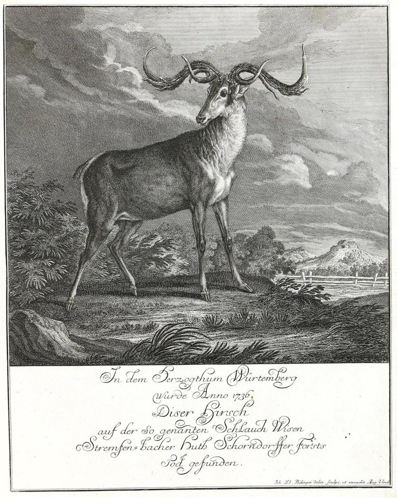 Große Abbildung Nr.1: 133-2127 Ridinger,E.J.: (Varia, Jagd, Hirsche)