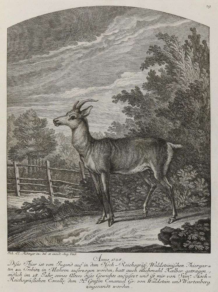 Große Abbildung Nr.1: 133-2132 Ridinger,E.J.: (Varia, Jagd, Hirsche)