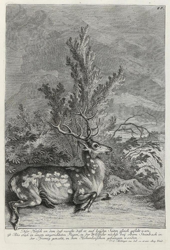 Große Abbildung Nr.1: 133-2138 Ridinger,E.J.: (Varia, Jagd, Hirsche)