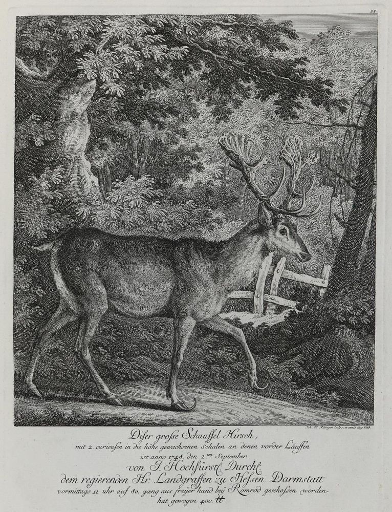 Große Abbildung Nr.1: 133-2142 Ridinger,E.J.: (Varia, Jagd, Hirsche)