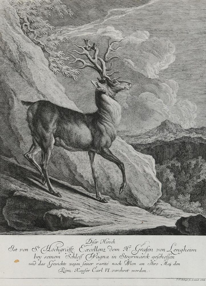 Große Abbildung Nr.1: 133-2144 Ridinger,E.J.: (Varia, Jagd, Hirsche)