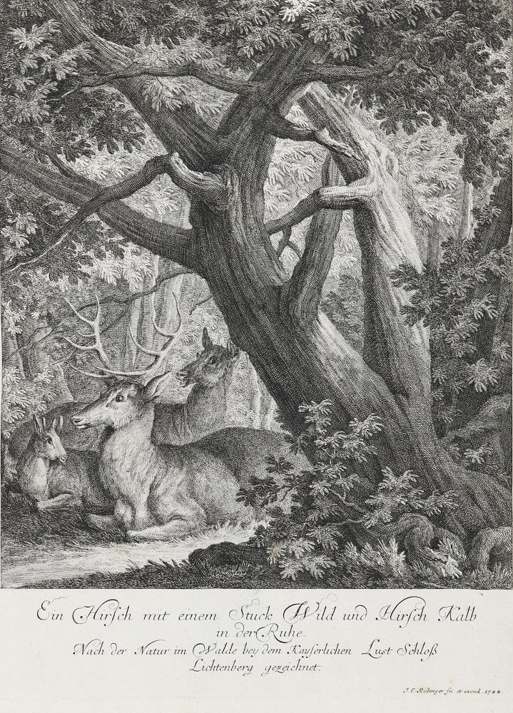 Große Abbildung Nr.1: 133-2148 Ridinger,E.J.: (Varia, Jagd, Hirsche)