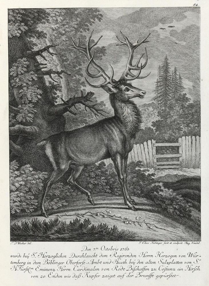 Große Abbildung Nr.1: 133-2153 Ridinger,E.J.: (Varia, Jagd, Hirsche)